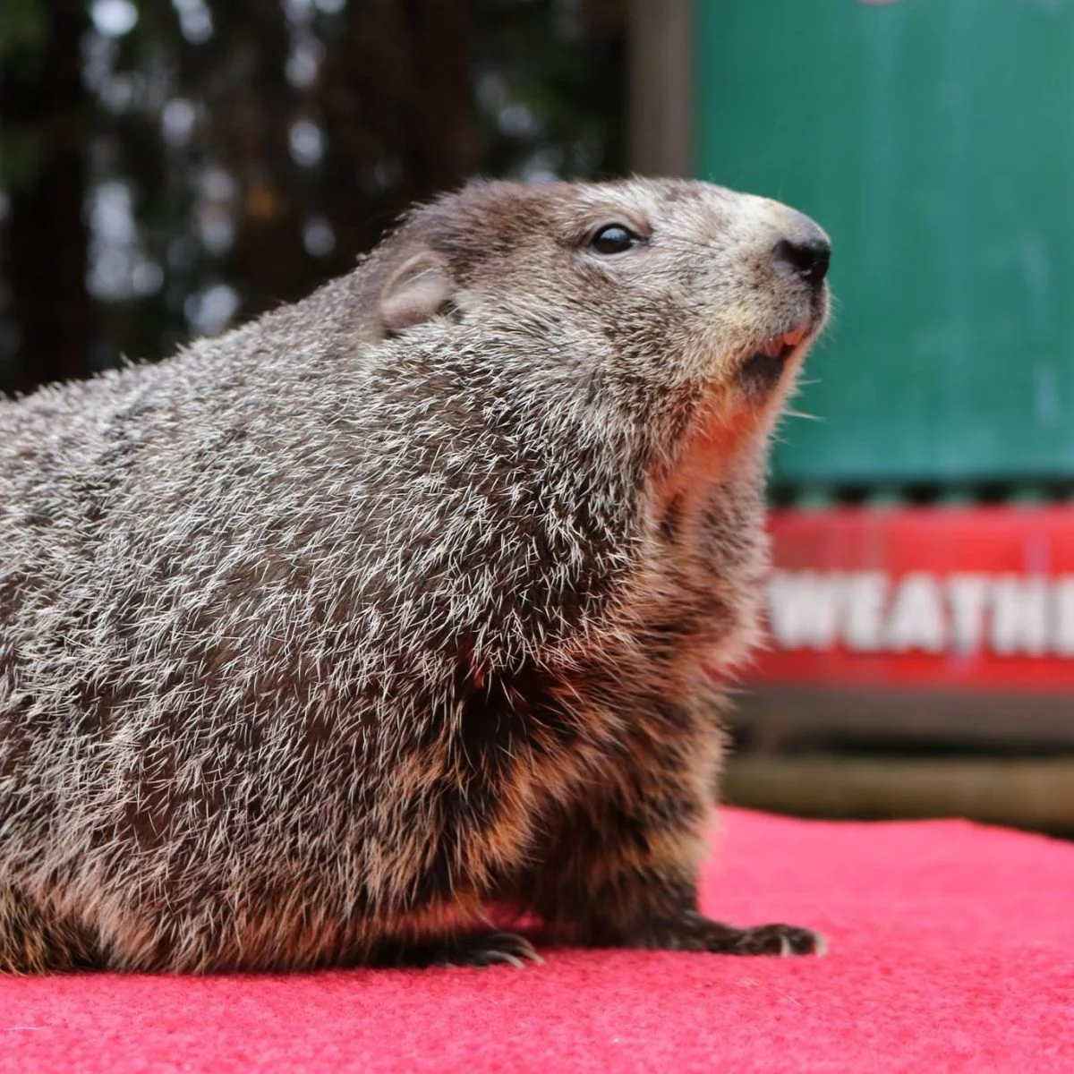 Punxsutawney Phil